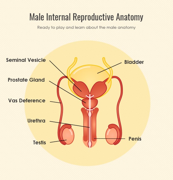 male internal reproductive system